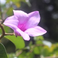 <i>Cryptostegia madagascariensis</i>  Bojer ex Decne.